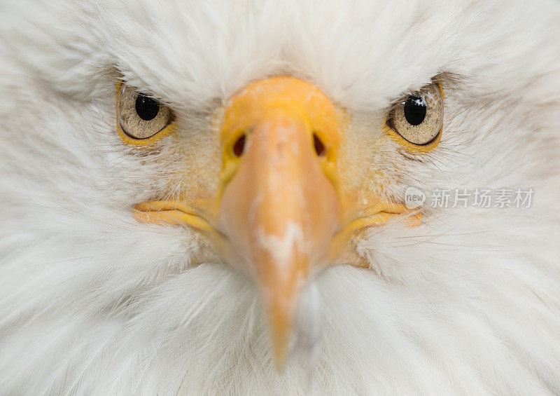 白头鹰(Haliaeetus leucocephalus)特写